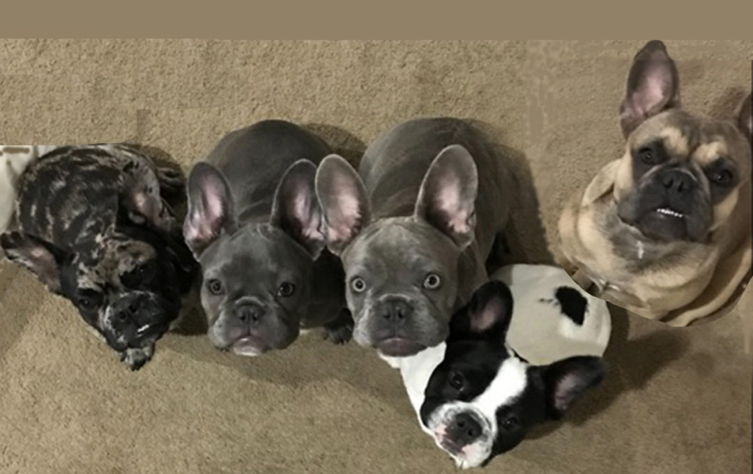 michelles-fabulous-frenchies