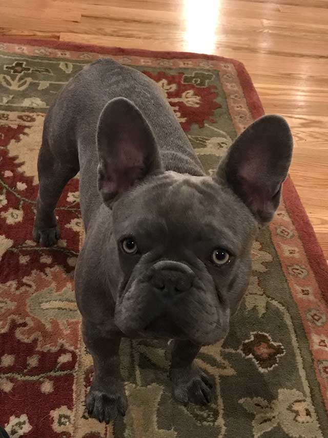 2-puppy-frenchies