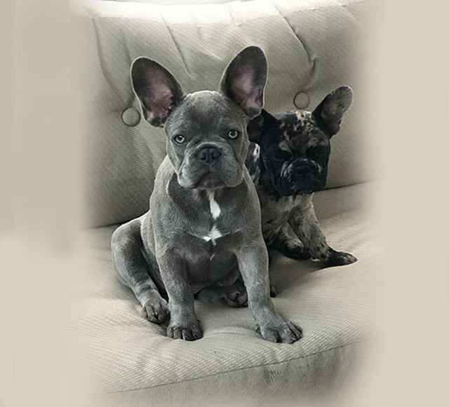 beige frenchie puppy