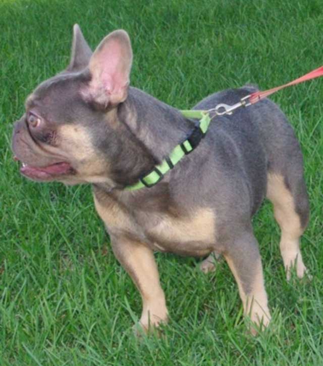 Otis Sire of the Litter