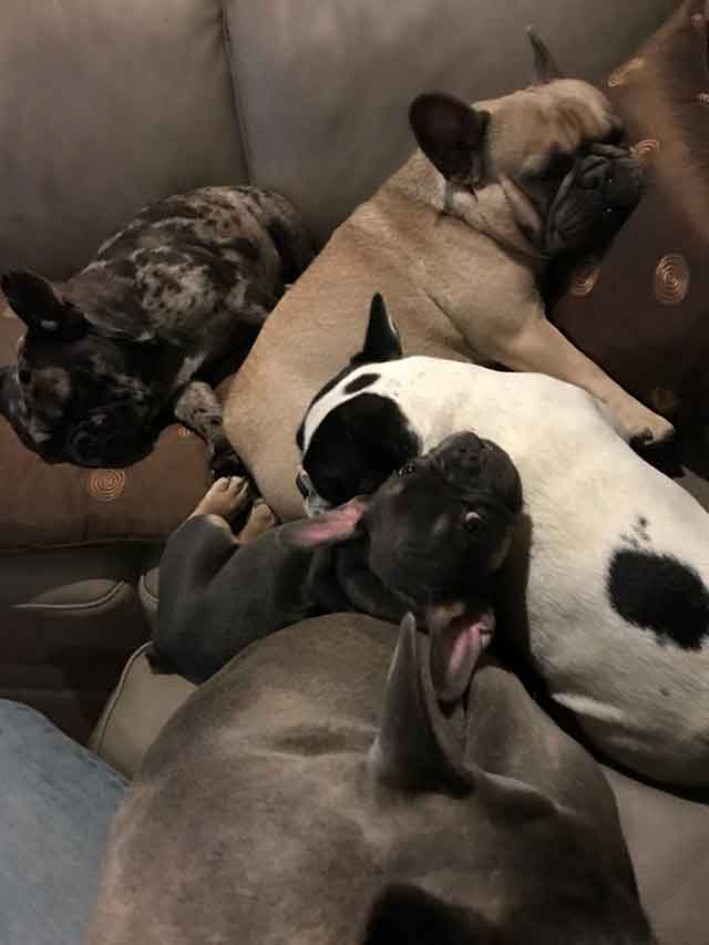 A pile of sleeping Frenchies