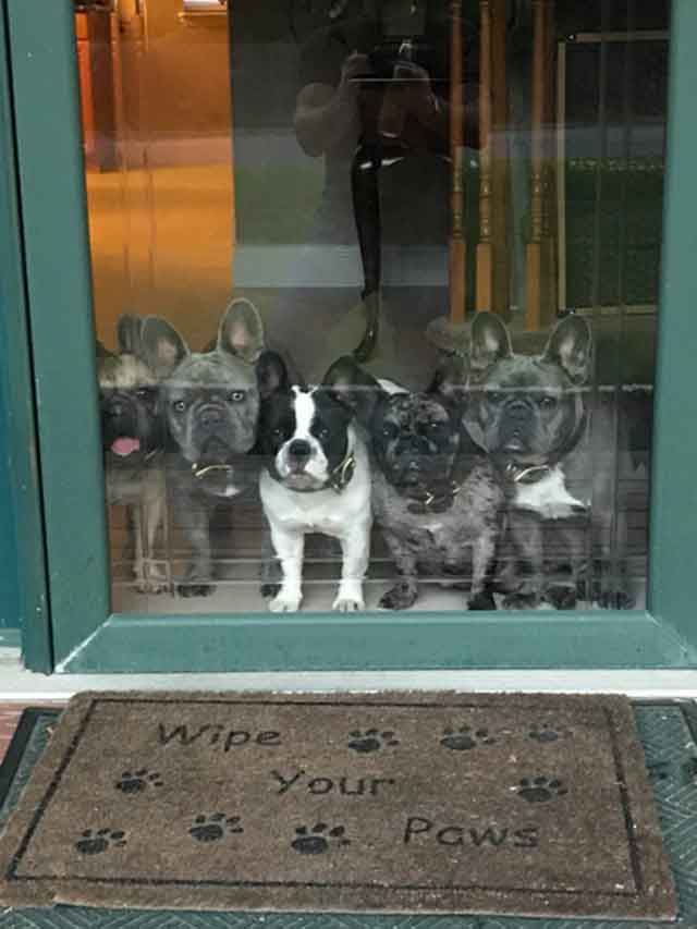 Five-Frenchies-at-the-front-door