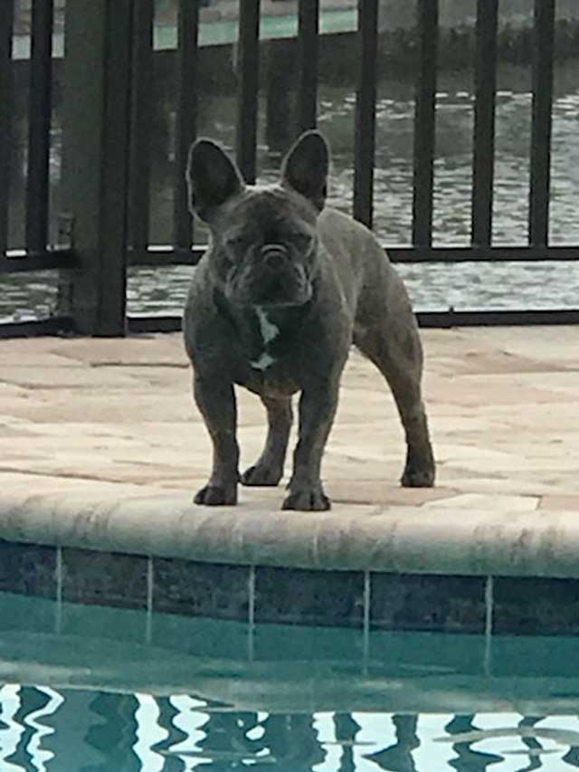 Tucker-at-the-pool
