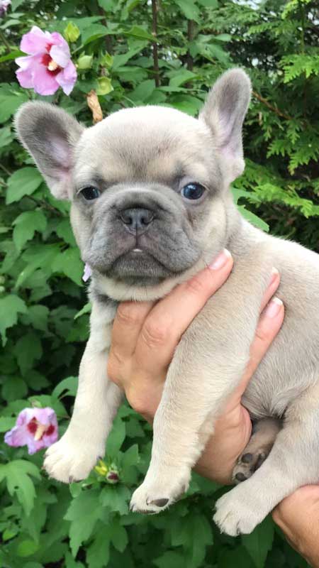 Mimi's Female Puppy
