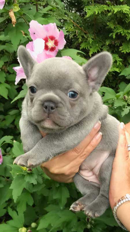 Mimi's-female-puppy