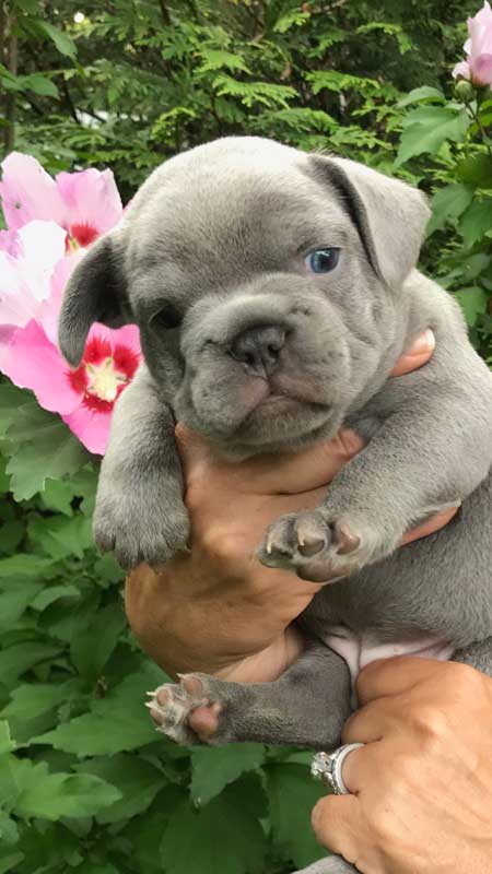 Mimi's-male-puppy