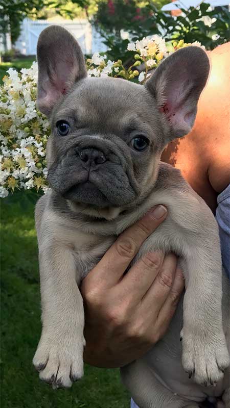Mimi's-female-french-bulldog-last-puppy