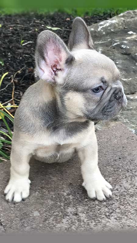 Mimi's-female-french-bulldog-last-dog-side-view