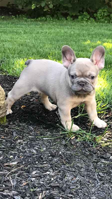 Mimi's-female-french-bulldog-last-puppy