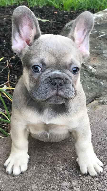 Mimi's-female-french-bulldog-last-puppy