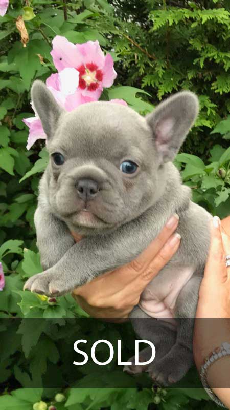 Mimi's-female-puppy-sold