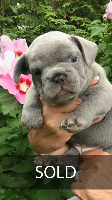 Mimi's-male-puppy-sold