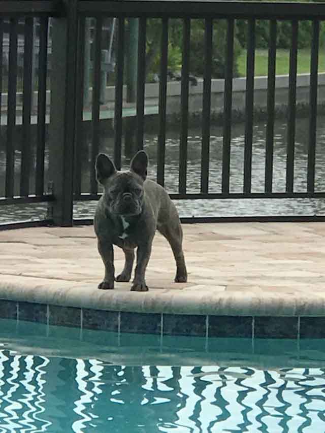 Tucker by the pool