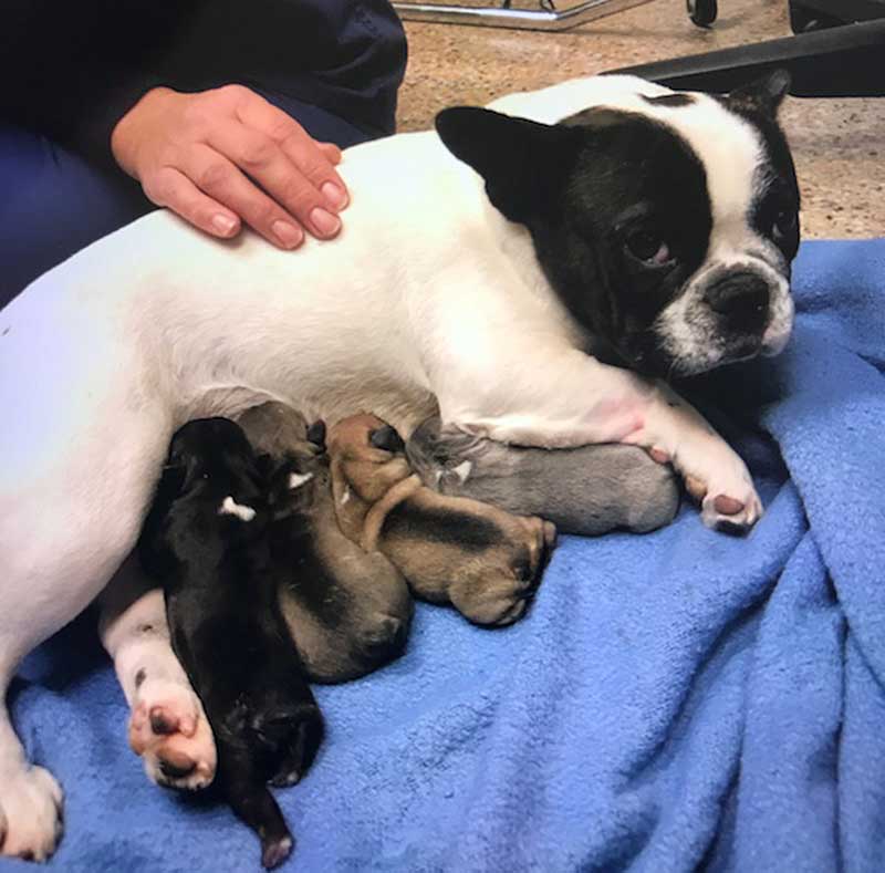 Muchkin and puppies Munchkin-and-puppies