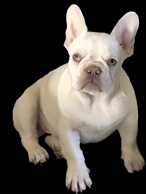 lilac tan platinum french bulldog