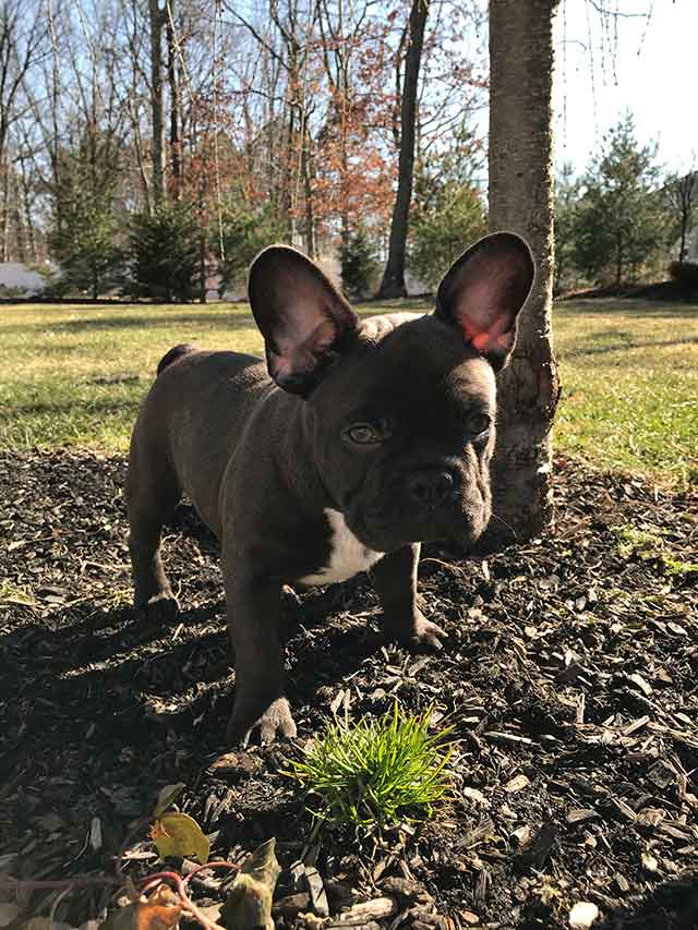 Male-puppy-outside