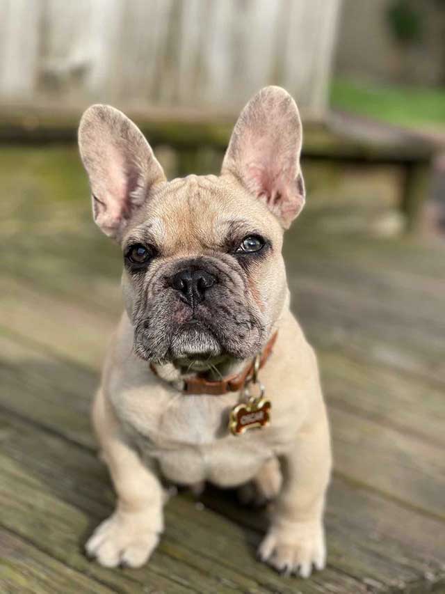 Sable merle hotsell french bulldog