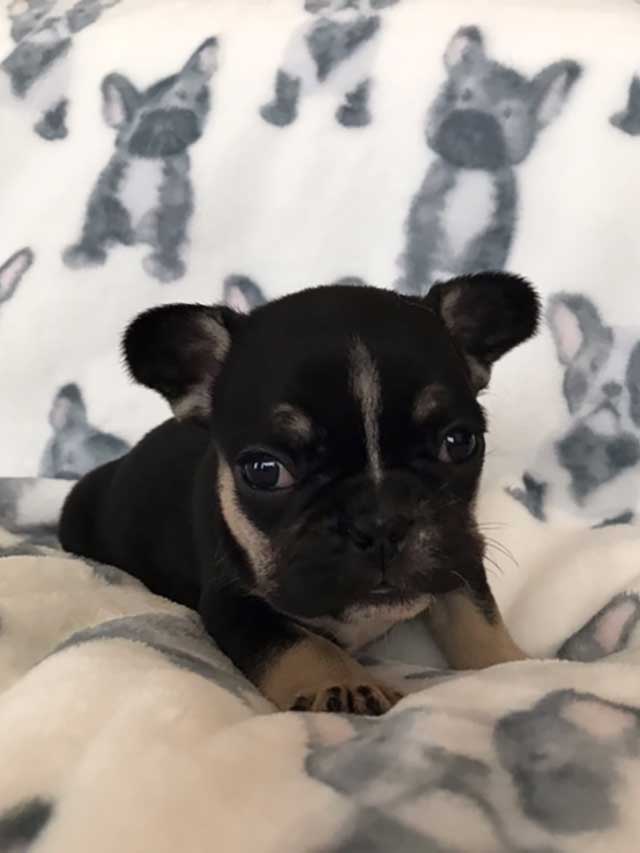 Black-&-Tan-Tri-Color-Female