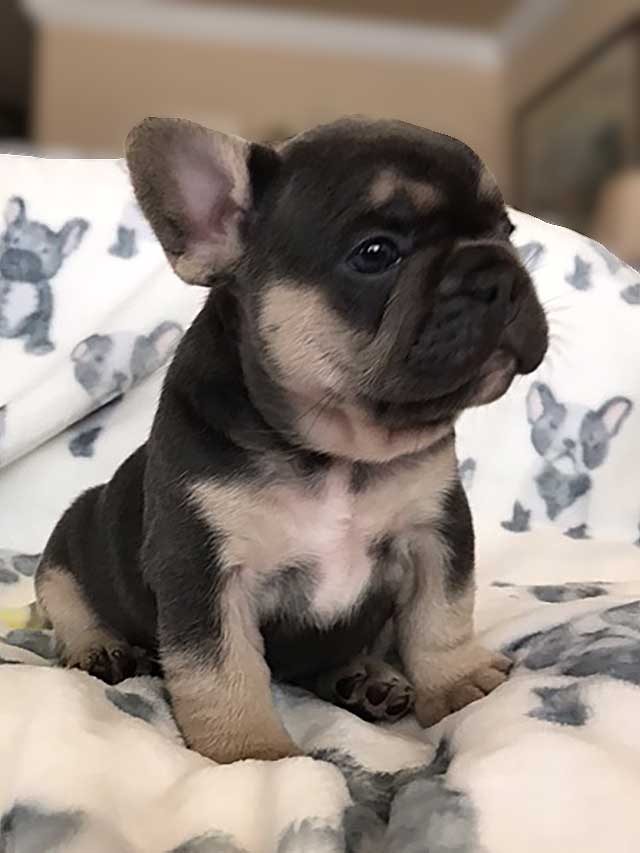 Blue-&-Lilac-and-Tan-Male-Quad-Carrier-puppy-2