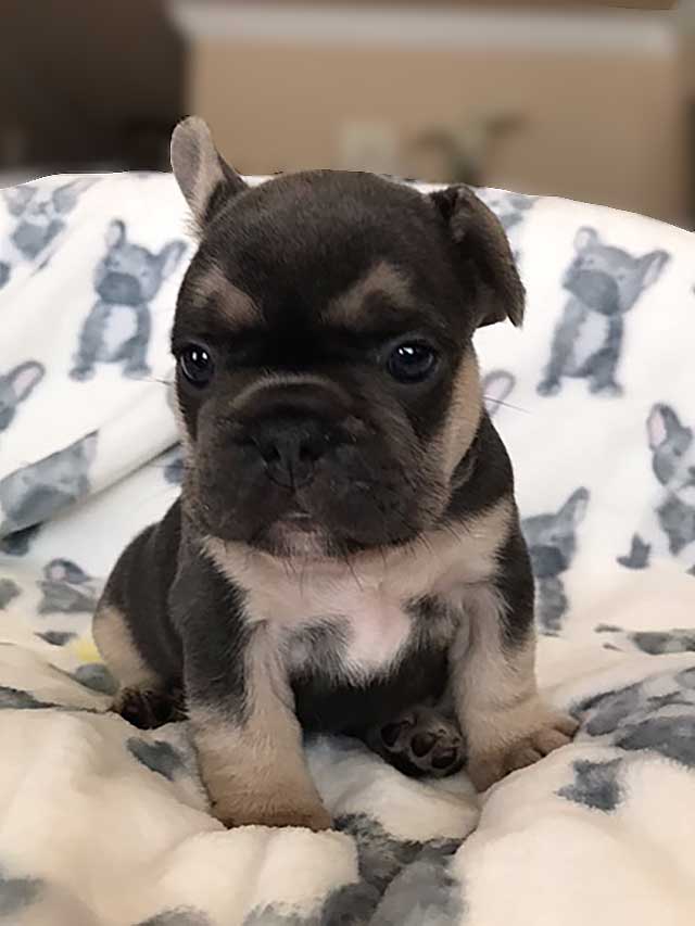 Blue-&-Lilac-and-Tan-Male-Quad-Carrier-puppy-2