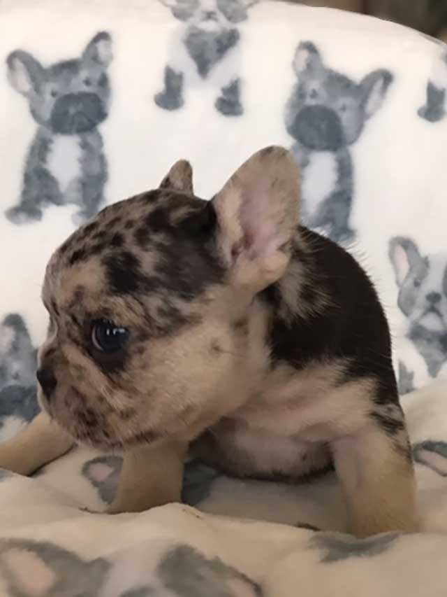 Blue-&-Tan-Merle-Quad-Carrier-Male