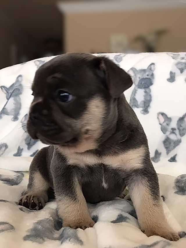 lue-&-Lilac-and-Tan-Male-Quad-Carrier-puppy-1-side-view
