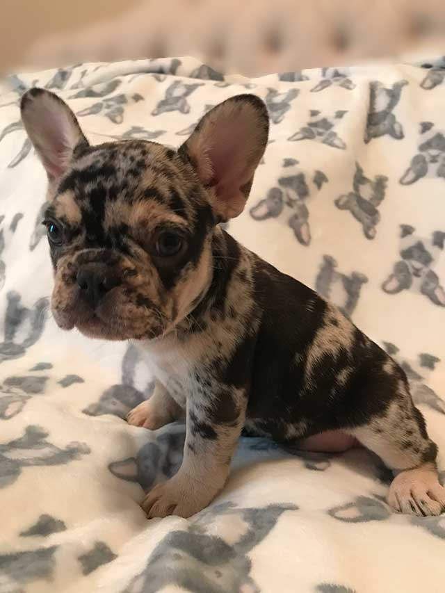 Lilac quad 2024 french bulldog