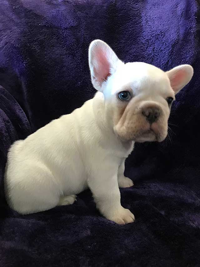 Blue-cream-male-7-weeks-old