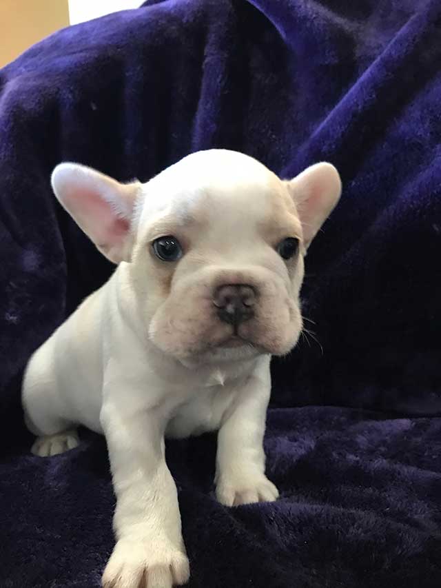 Lilac-Creme-Pied-male-7-weeks-old