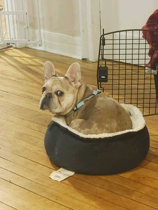 French-bulldog-in-her-bed