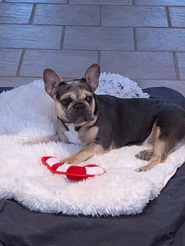 French-bulldog-on-bed-with-toy