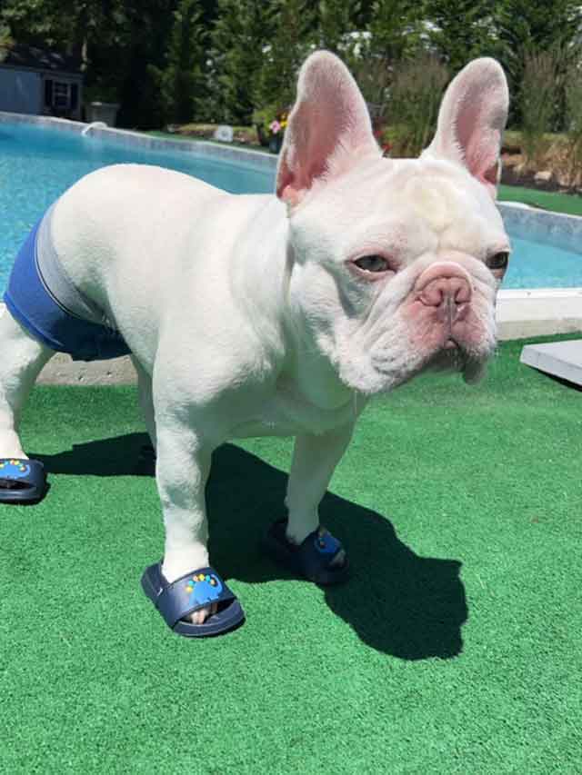 Frenchie-decked-out-for-a-swim