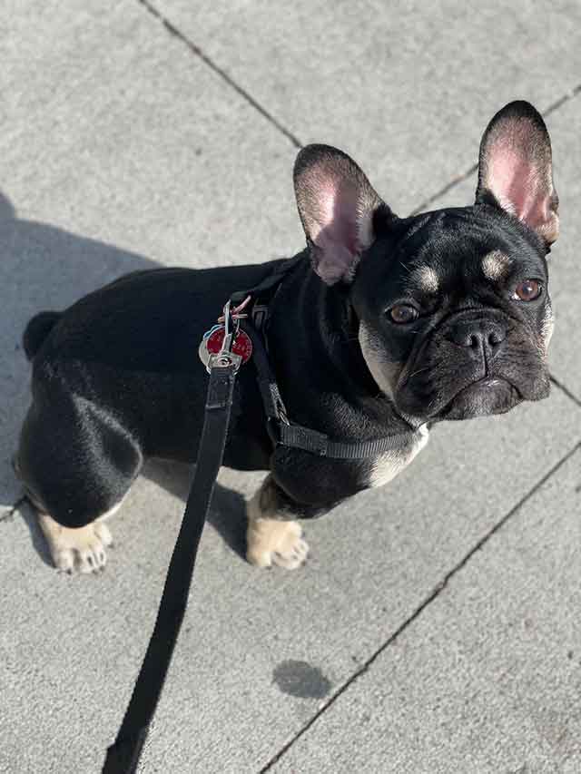 Frenchie-going-for-a-walk