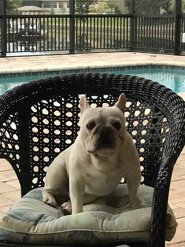Frenchie-hanging-out-at-the-pool