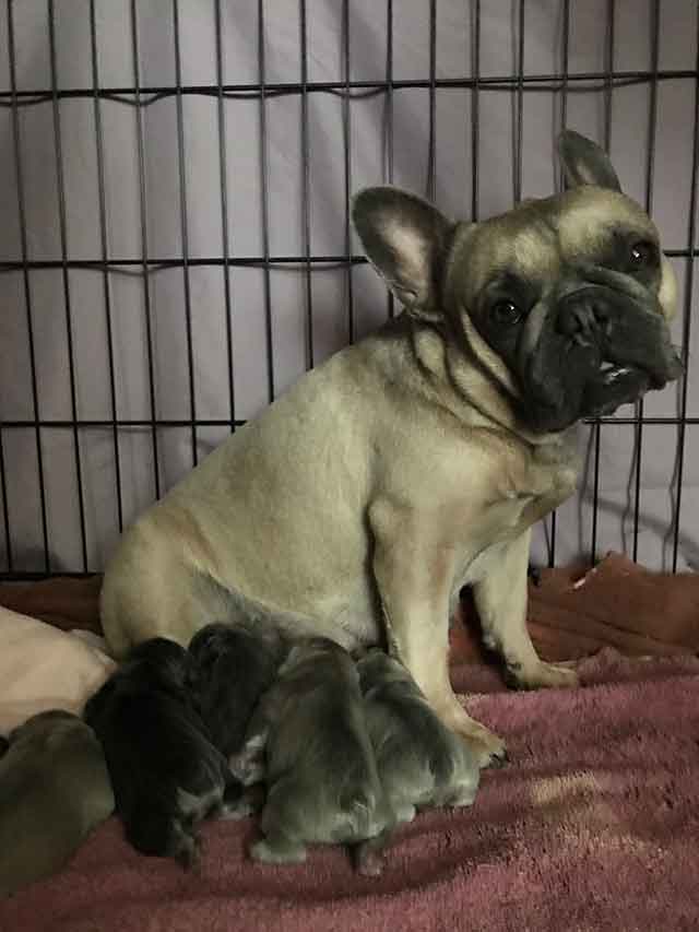 Mama-dog-and-puppies