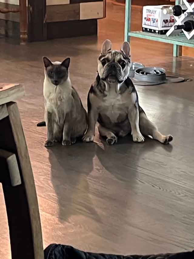 Frenchie-and-friend-the-Siamese-cat