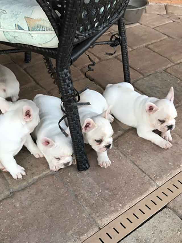 Frenchie-puppies