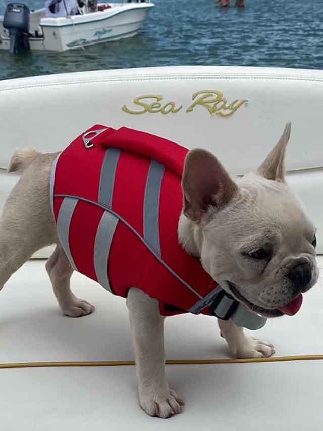Frenchie-riding-in-Sea-Ray