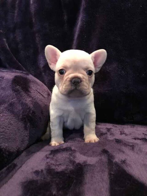 Michelles Fabulous Frenchies | French Bulldogs for Sale