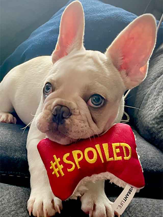 Spoiled-Frenchie