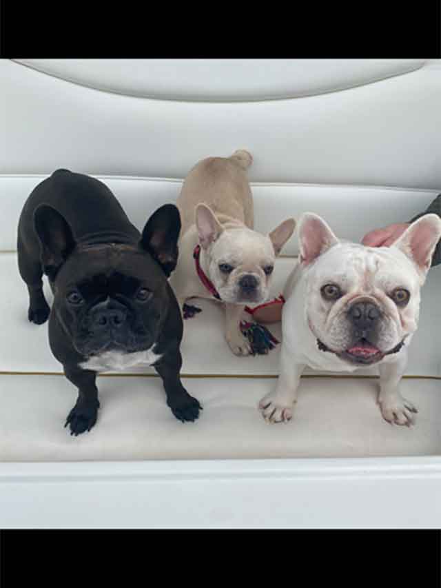 Two-Frenchies-and-a-pup