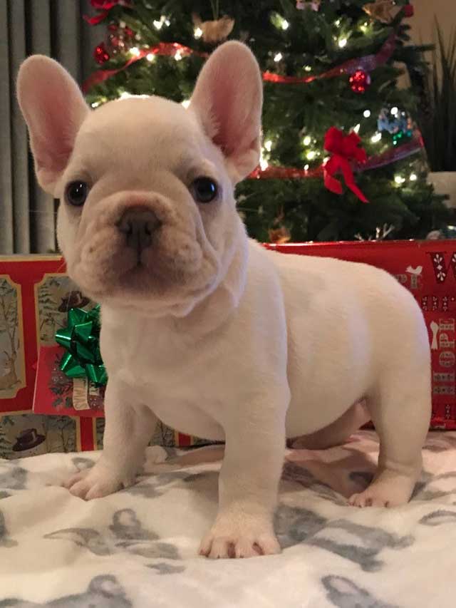 michelles-frenchies-dec-12-9-week-old-Platinum-male--Christmas-cutie