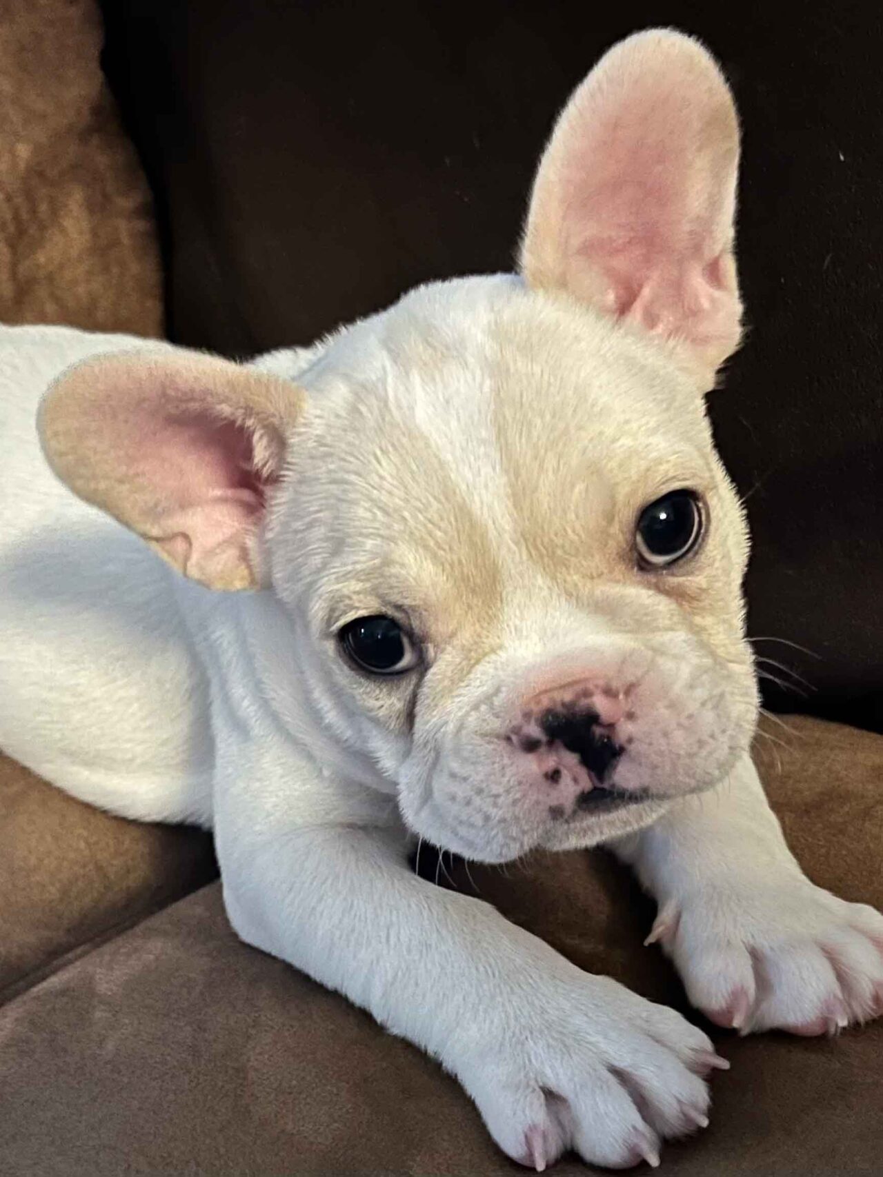 Ladies christmas turtleneck