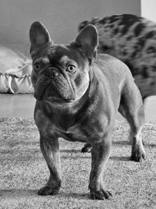 French Bulldog