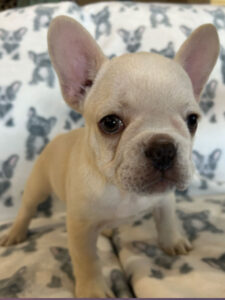 French Bulldog