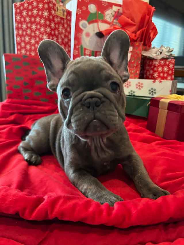 French. bulldog female