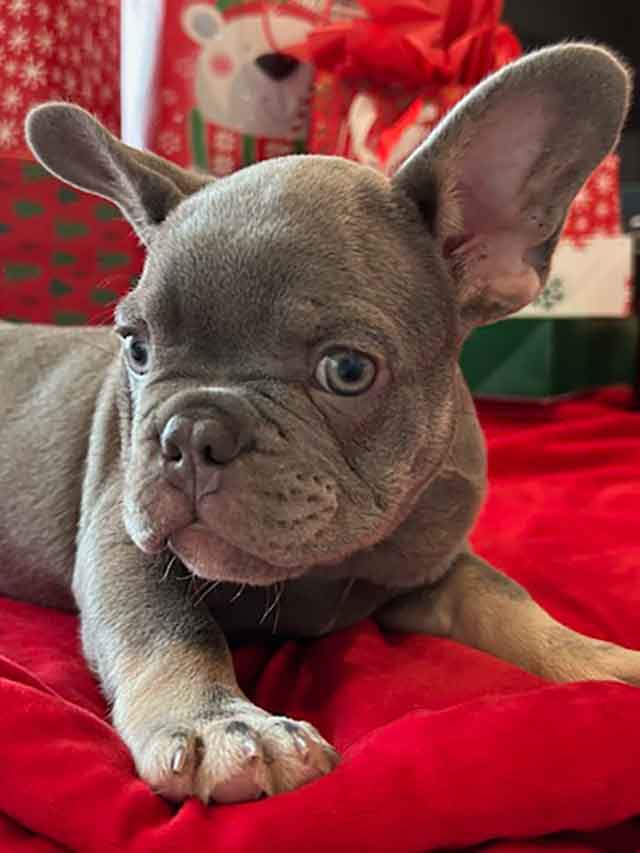 French bulldog puppy-male<br />
