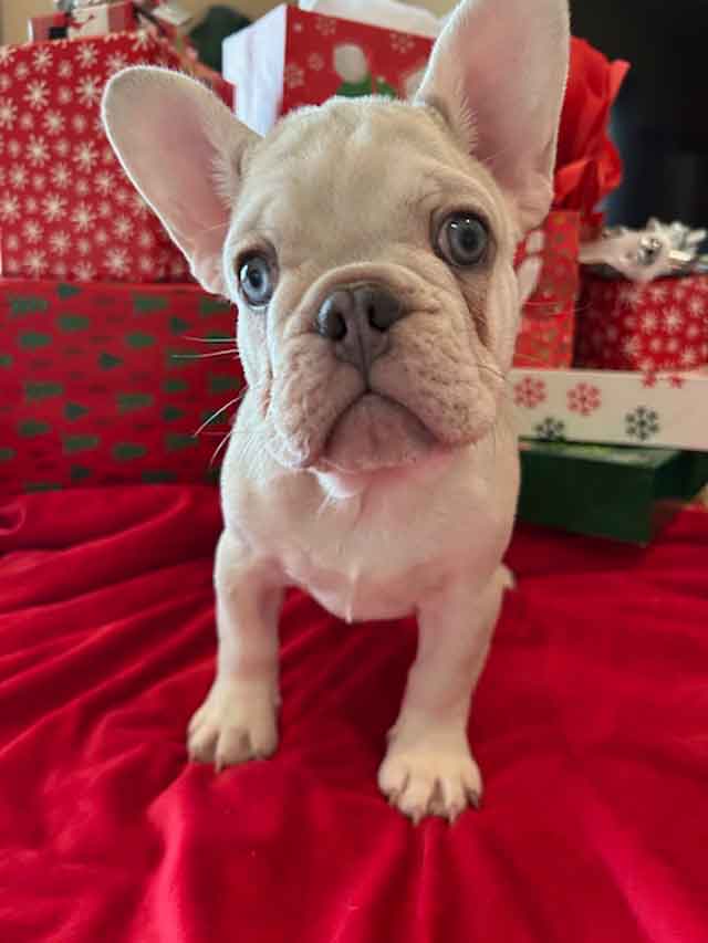 French bulldog male