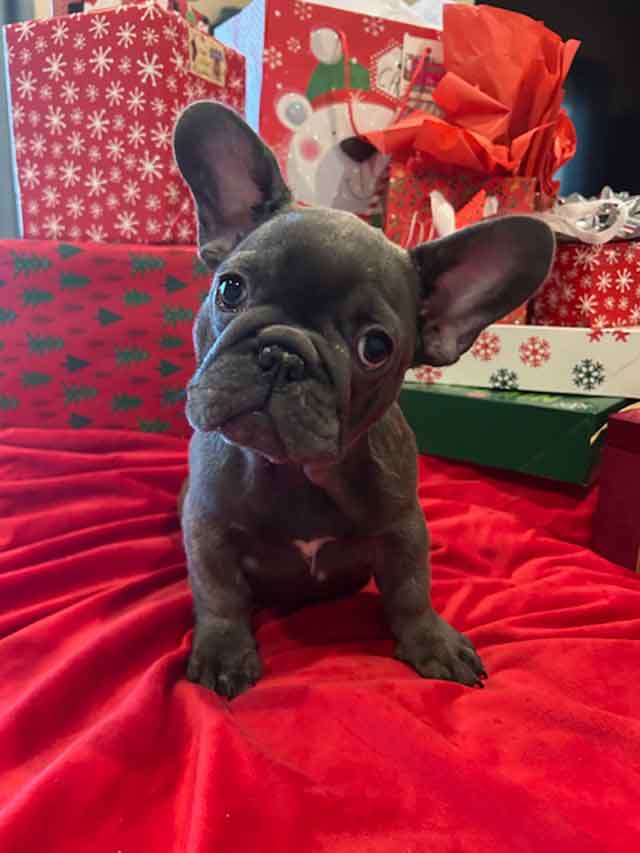 French bulldog-female