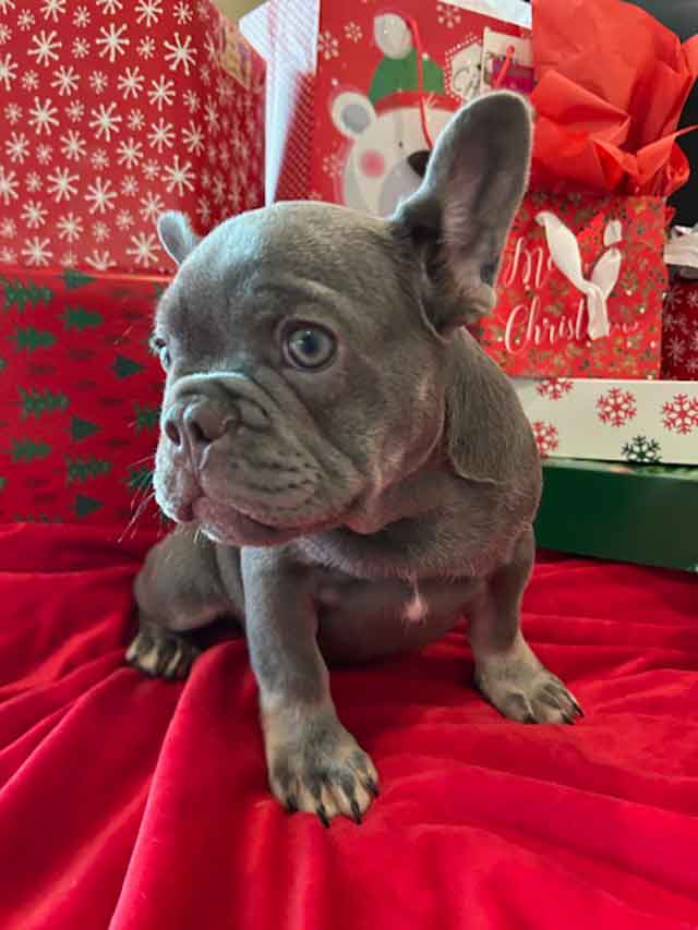 French bulldog-female-3 Christmas puppy